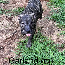 Thumbnail photo of Garland #1