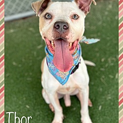 Thumbnail photo of THOR - see videos #2