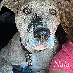 Thumbnail photo of NALA #3