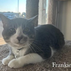 Thumbnail photo of Frankie #2