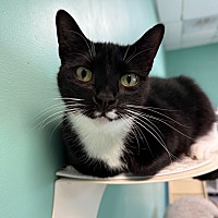 adopt a pet