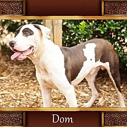 Photo of Dom