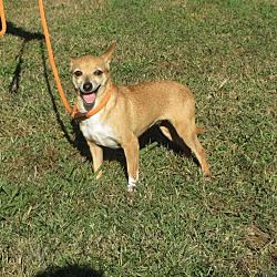 Beebe Humane Society's Desperate House Dogs (PA) in Harrisburg, Pennsylvania