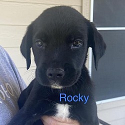 Photo of Rocky KS
