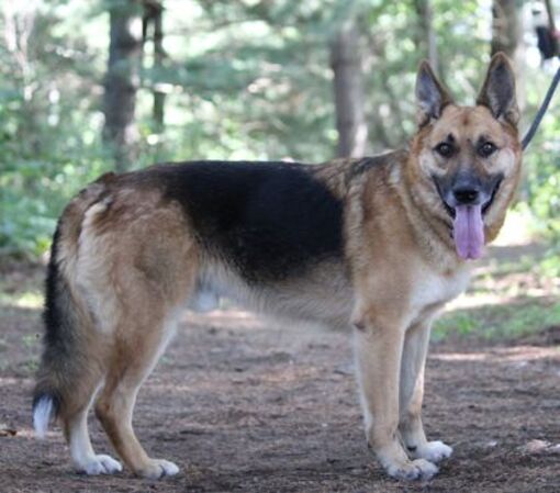 Portage, Wi - German Shepherd Dog. Meet Zeus A Pet For Adoption 