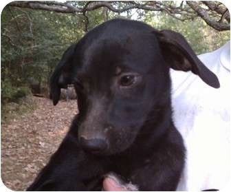 Jackson Tn Labrador Retriever Meet Becky A Pet For Adoption Adoptapet Com