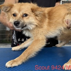 Photo of Scout 9424