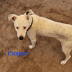 Thumbnail photo of Casper #3