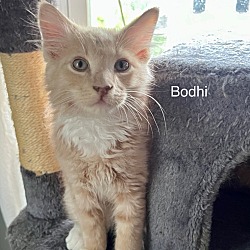 Photo of Bodhi in foster