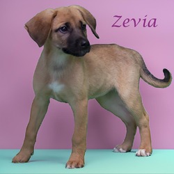 Photo of Zevia (D24-070)