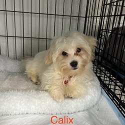 Thumbnail photo of Calix #2