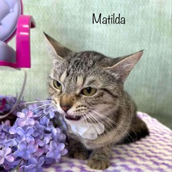 Thumbnail photo of Matilda #3