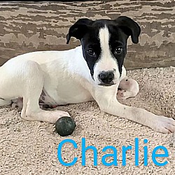 Thumbnail photo of Charlie #2