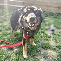 adopt-pet