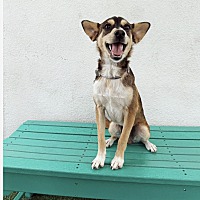 adopt a pet