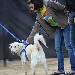 Thumbnail photo of Maddox- Indian Pariah Dog #4