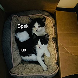 Thumbnail photo of Tux #4