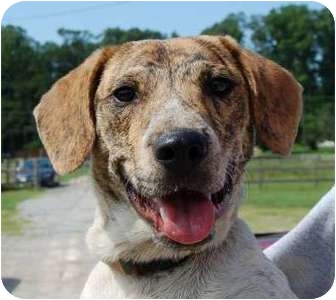 mountain cur heeler mix