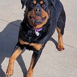 Thumbnail photo of Sophie! Silly Rottie Girl! #4