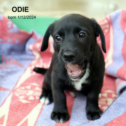 Thumbnail photo of Odie-9041 #3