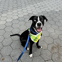 adopt a pet