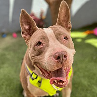 adopt a pet