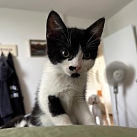 adopt a pet