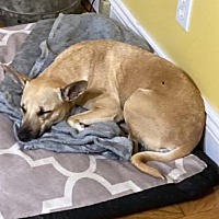 adopt-pet