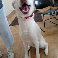 adopt a pet