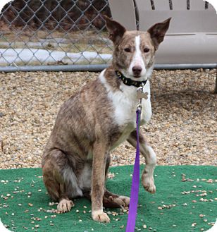 podengo dogs for adoption