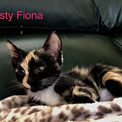 Thumbnail photo of Feisty Fiona #1