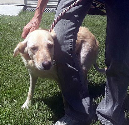 New Canaan Ct Labrador Retriever Meet Izzy A Pet For Adoption