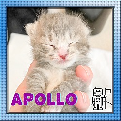 Thumbnail photo of Apollo #4