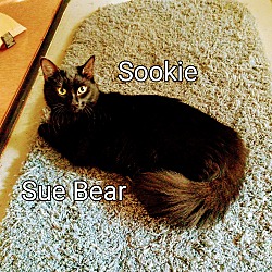 Thumbnail photo of SOOKIE "Sue Bear" #2