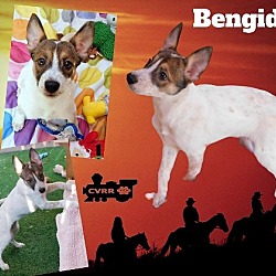 Photo of Bendigo (Puppy)