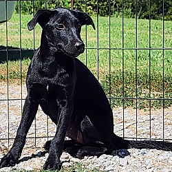 Thumbnail photo of Bella #1