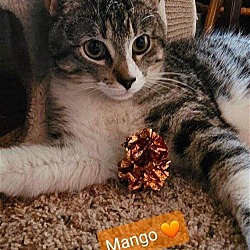 Photo of Mango