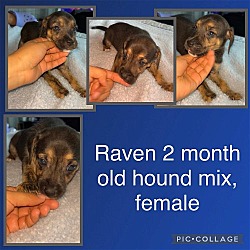 Photo of Raven - Lilly