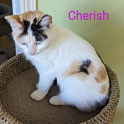 Photo of Cherish
