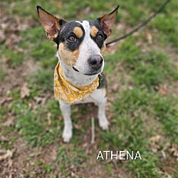 Thumbnail photo of Althena #2
