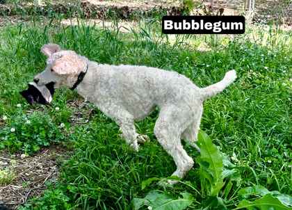 Thumbnail photo of Bubblegum #2