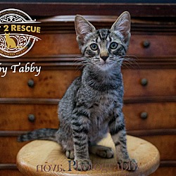 Thumbnail photo of Toby Tabby #2