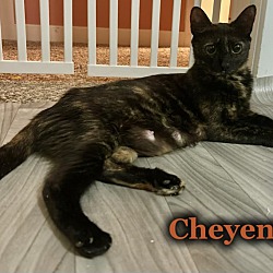 Thumbnail photo of Cheyenne #2