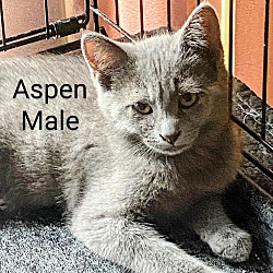 Thumbnail photo of Aspen #1