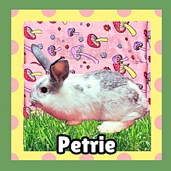 Thumbnail photo of Petrie #2