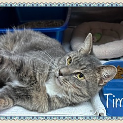 Thumbnail photo of TIMON #3