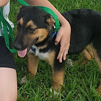 adopt a pet