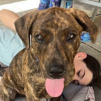 adopt a pet