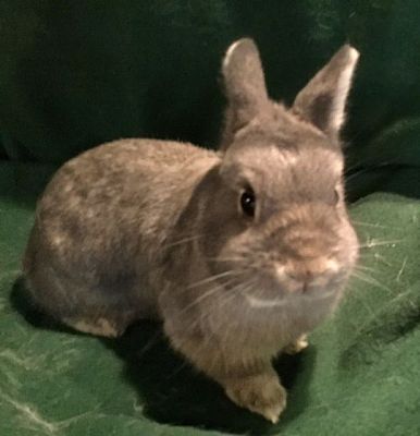 netherland dwarf adoption