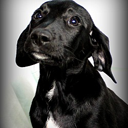 Thumbnail photo of Frankie~adopted! #1